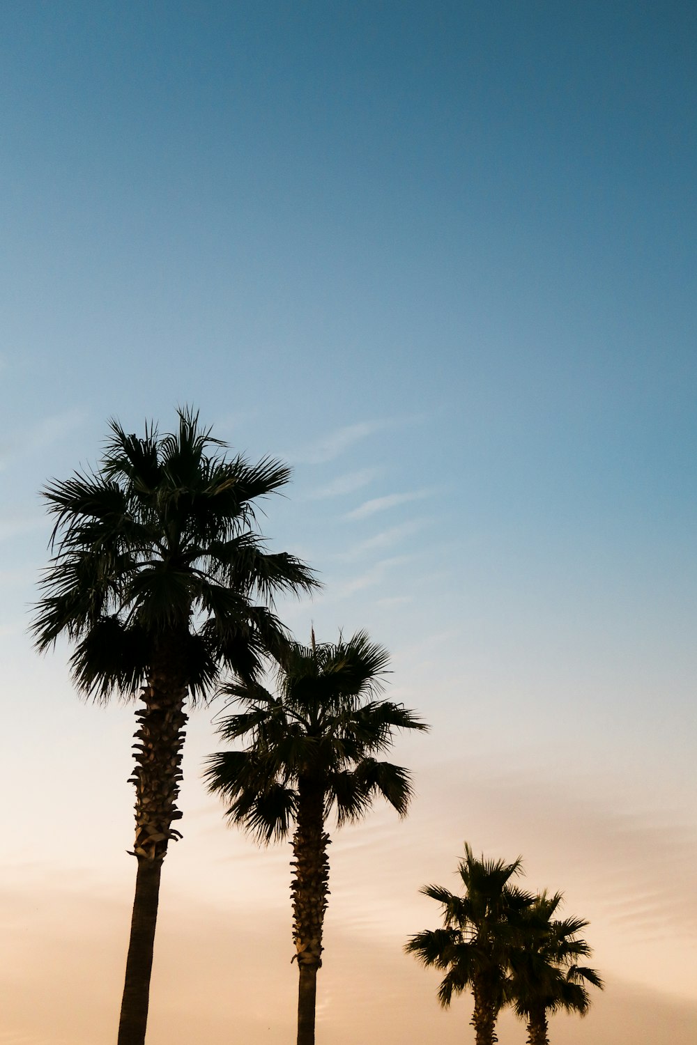 silhouette of three trees