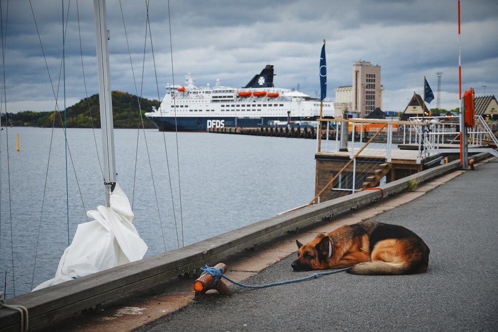 dog on dock