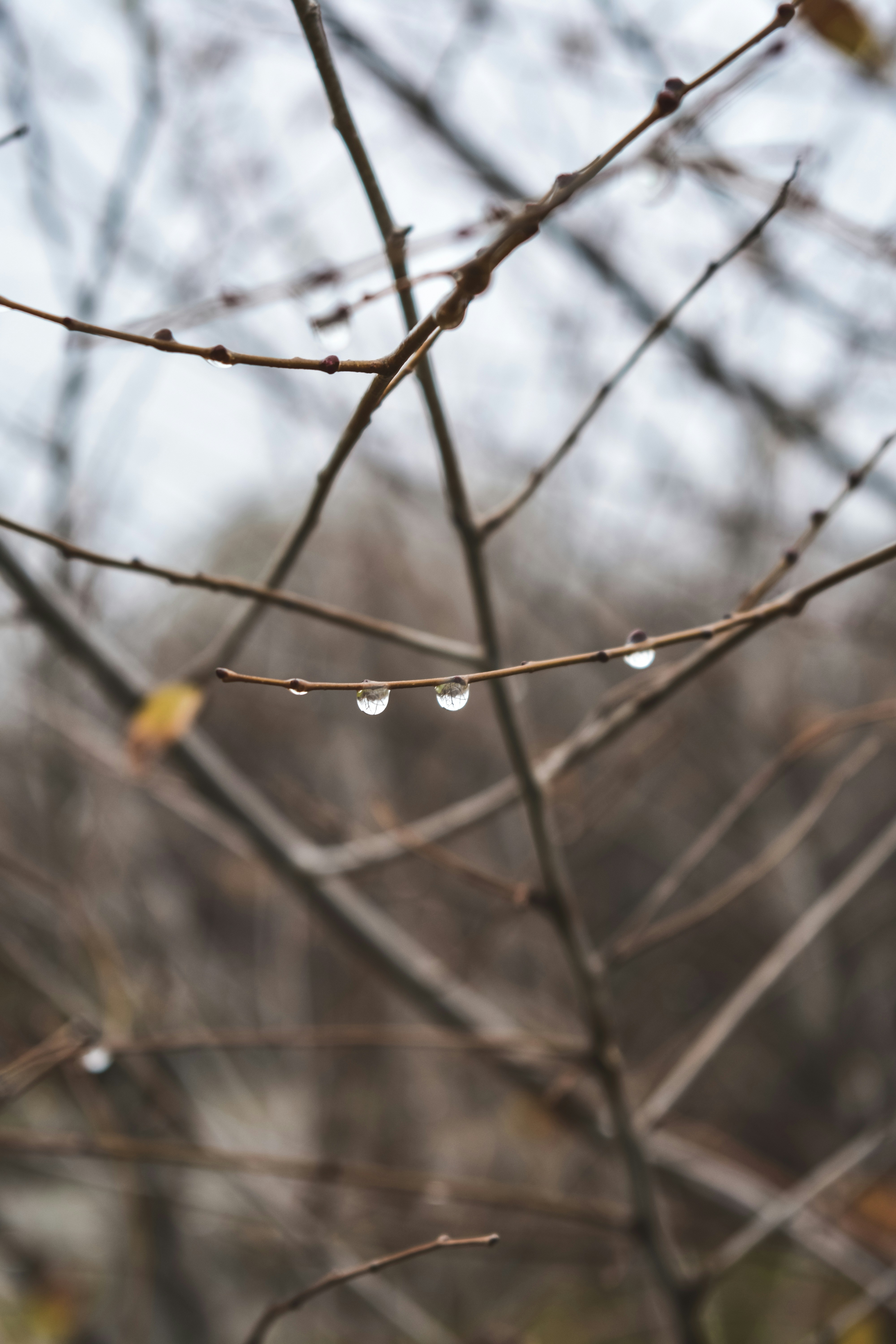 十一月的秋雨晚来