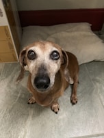 A small brown dog with large, expressive eyes is sitting on a tiled floor in front of a cushioned dog bed. The dog appears calm and attentive.