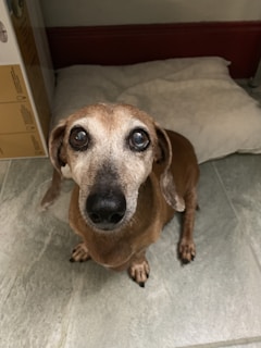 A small brown dog with large, expressive eyes is sitting on a tiled floor in front of a cushioned dog bed. The dog appears calm and attentive.