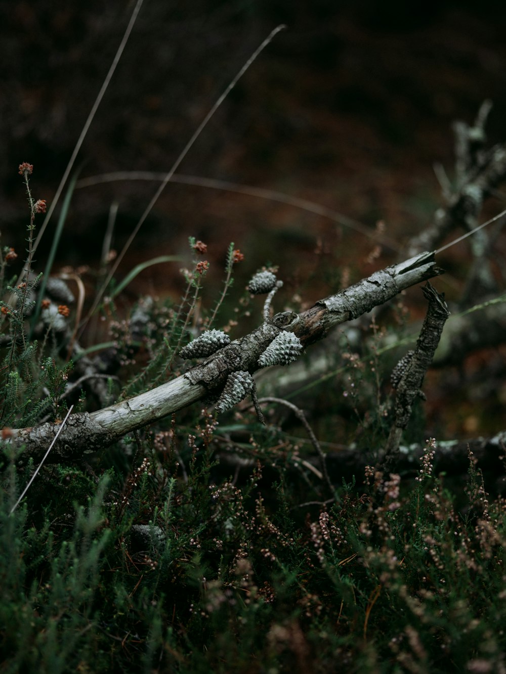 selective focus photography of green buds