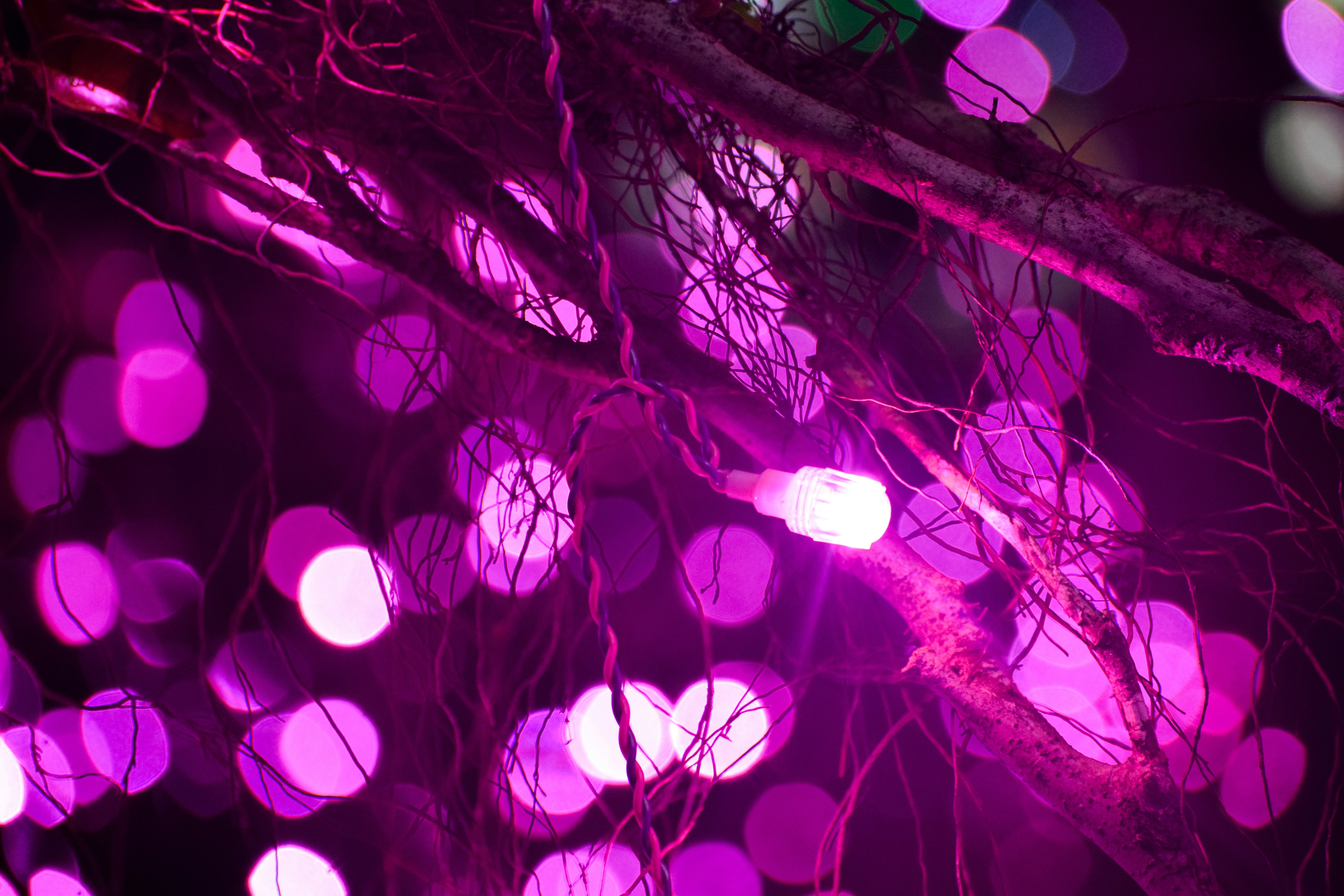 550+ Neon Purple Pictures | Download Free Images on Unsplash