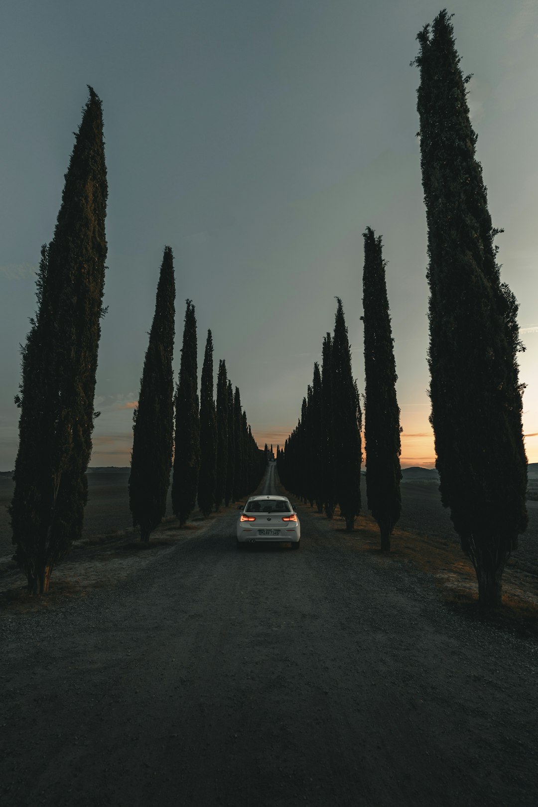 white vehicle on road between pine trees