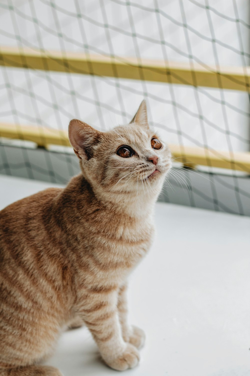 orange tabby cat