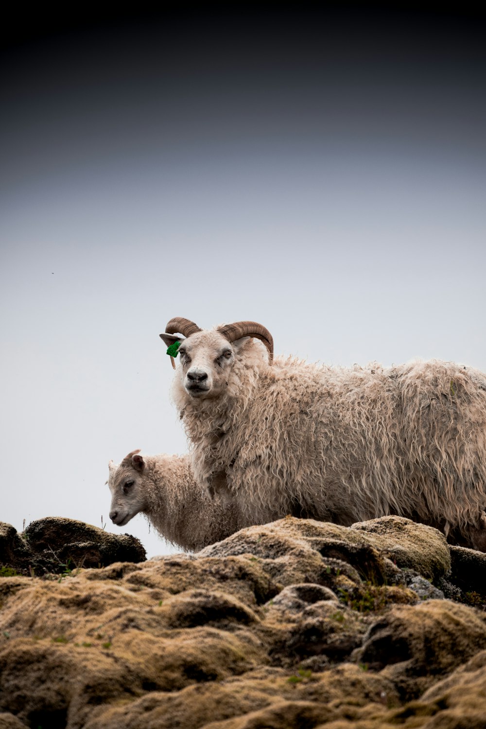 two white rams on rocks