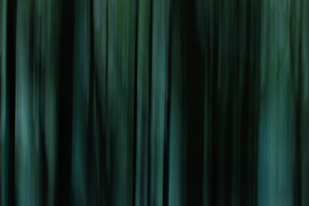 a blurry photo of a forest filled with trees