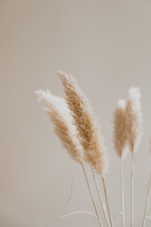 Natural bleached pampas grass stems fanning out gently on a smooth, neutral-toned surface