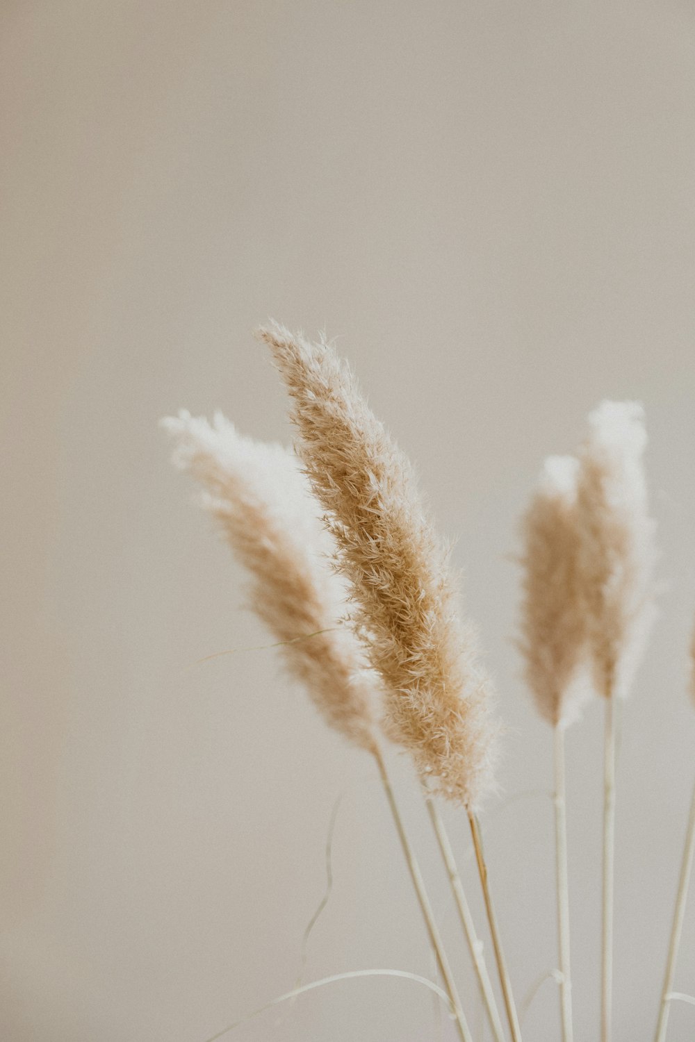 fiore bianco petalo a grappolo in fotografia ravvicinata