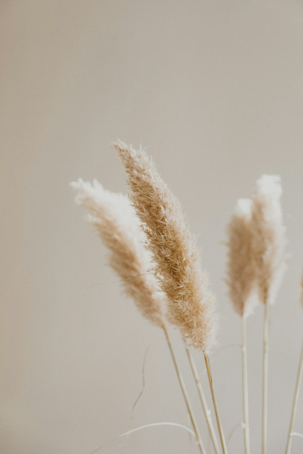 flor de pétalos de racimo blanco en fotografía de primer plano
