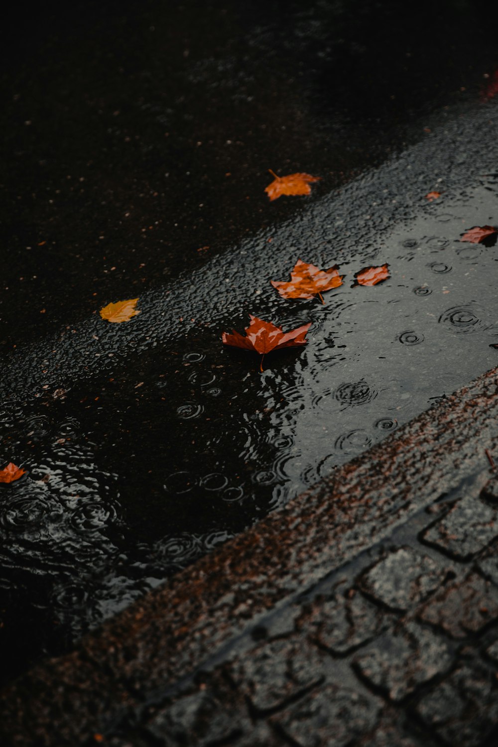 falling maple leaves on floor