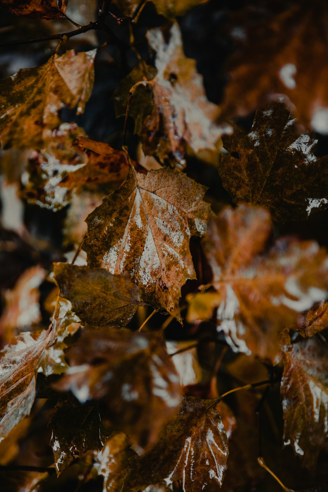 brown maple leaf lot