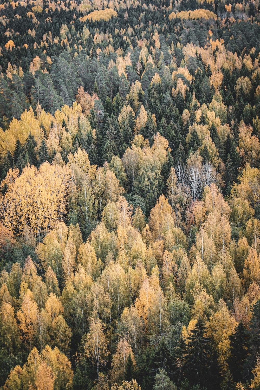 aerial photo of yellow and green leafed trees