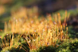 Close-up of a glowing bioenergy pendant resting on a bed of soft moss with sunlight filtering through.