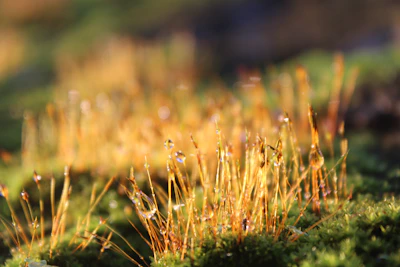 Close-up of a glowing bioenergy pendant resting on a bed of soft moss with sunlight filtering through.