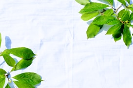 Green leaves are arranged on two opposite corners of a white textured background. The leaves cast soft shadows, creating a fresh and natural aesthetic. The white backdrop highlights the vividness of the green foliage.