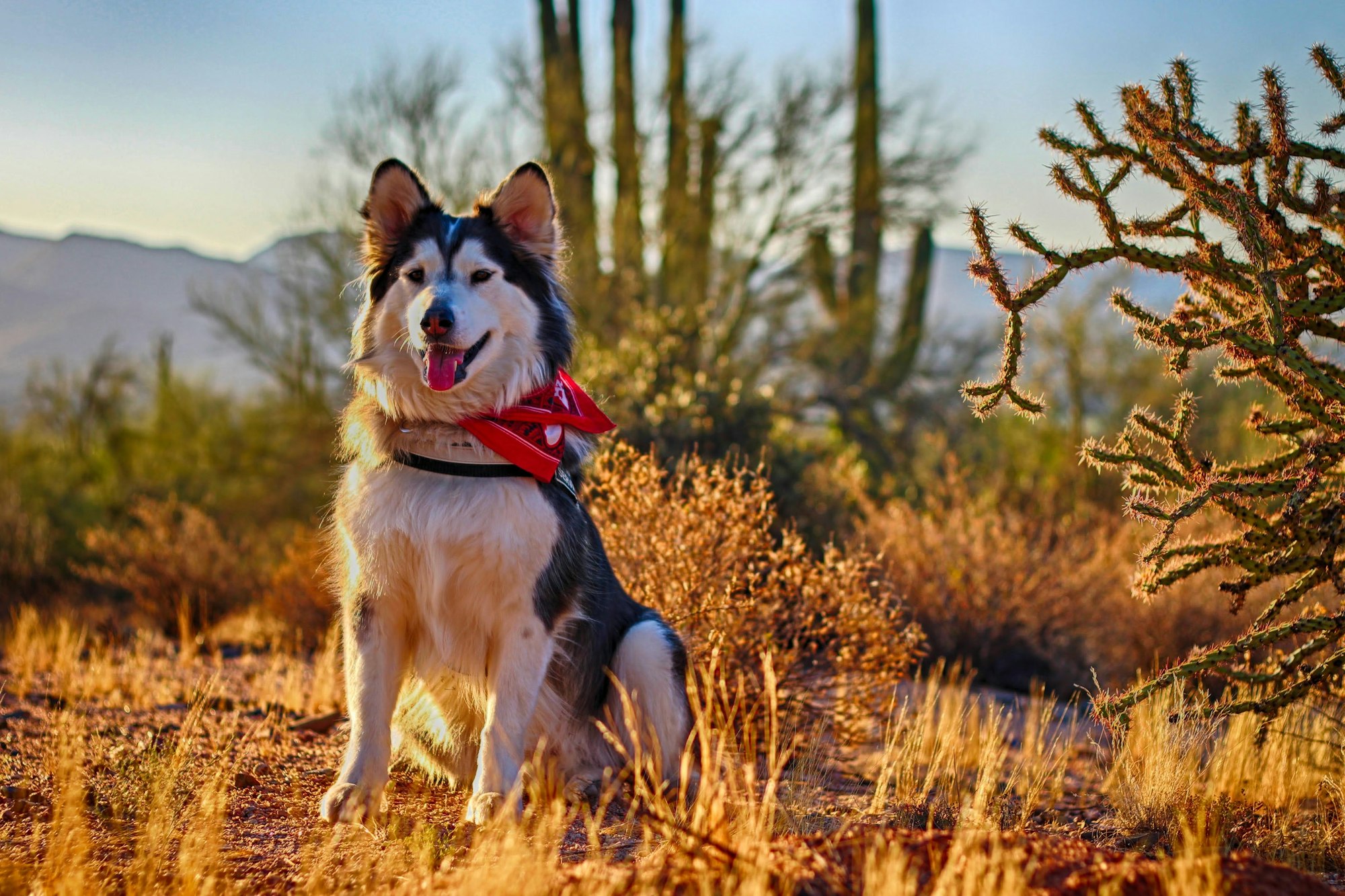 Malamute in the desert