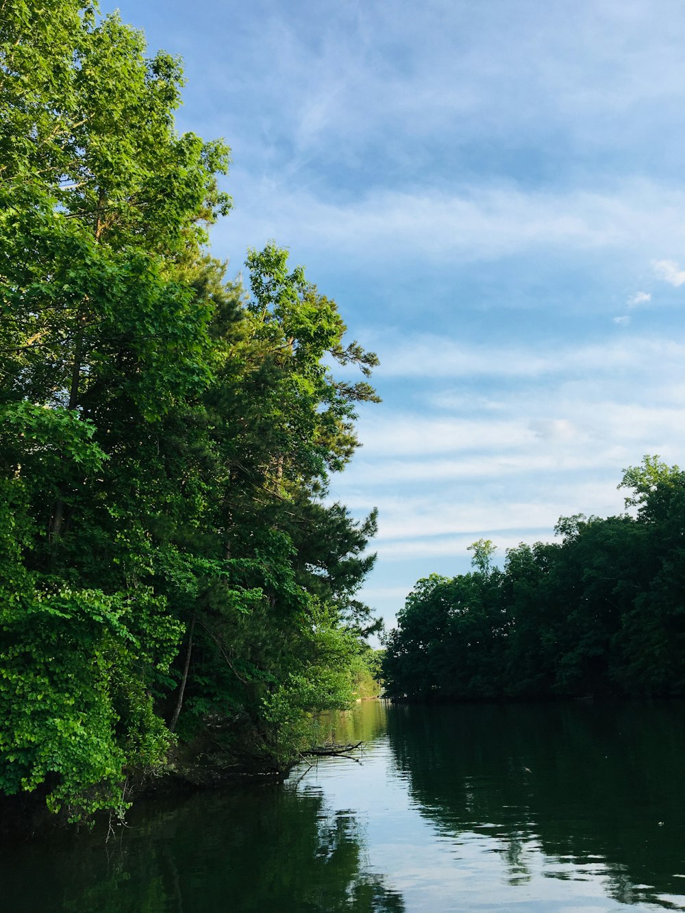 green-leafed trees