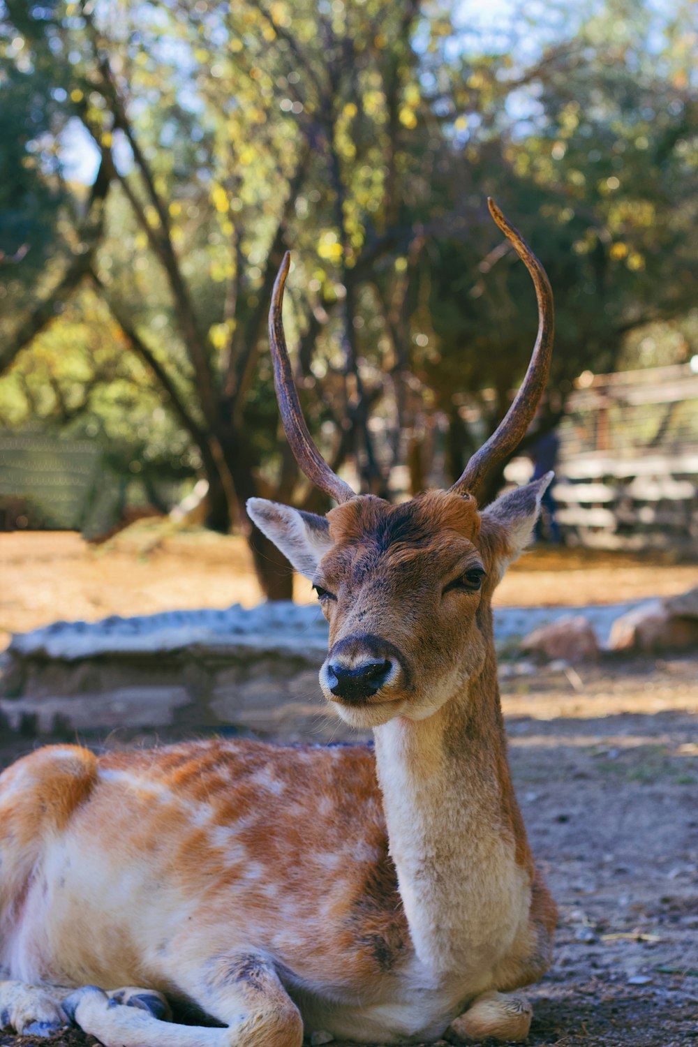 brown deer near green trees