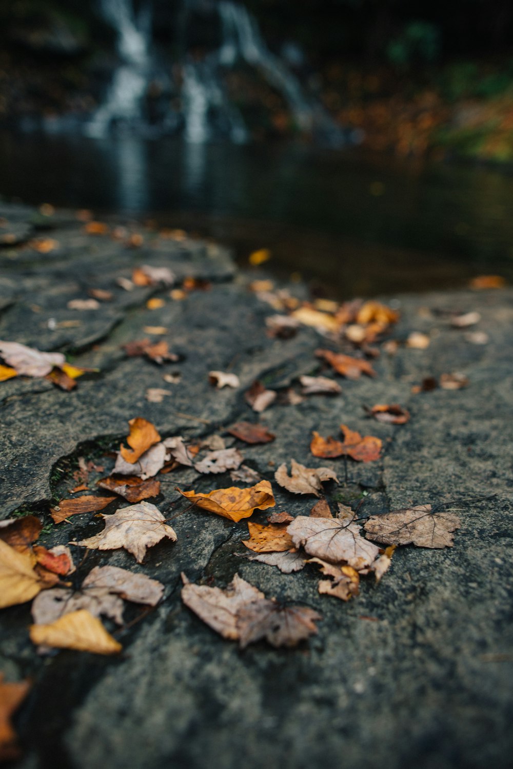 brown leaves on rock