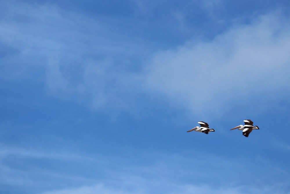 deux oiseaux en vol