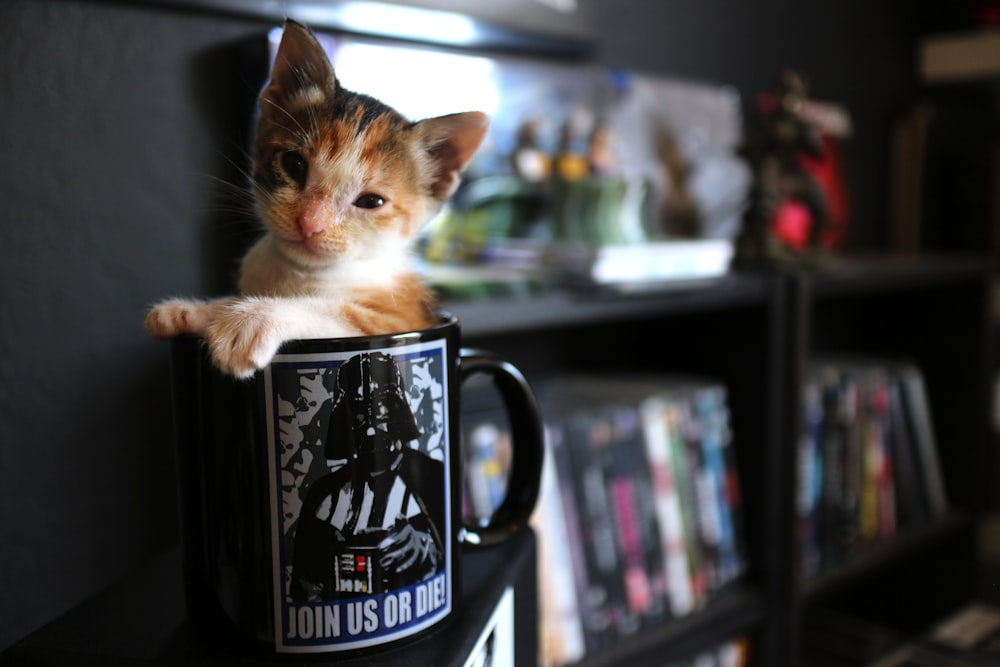 white and orange kitten inside black mug