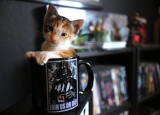 white and orange kitten inside black mug