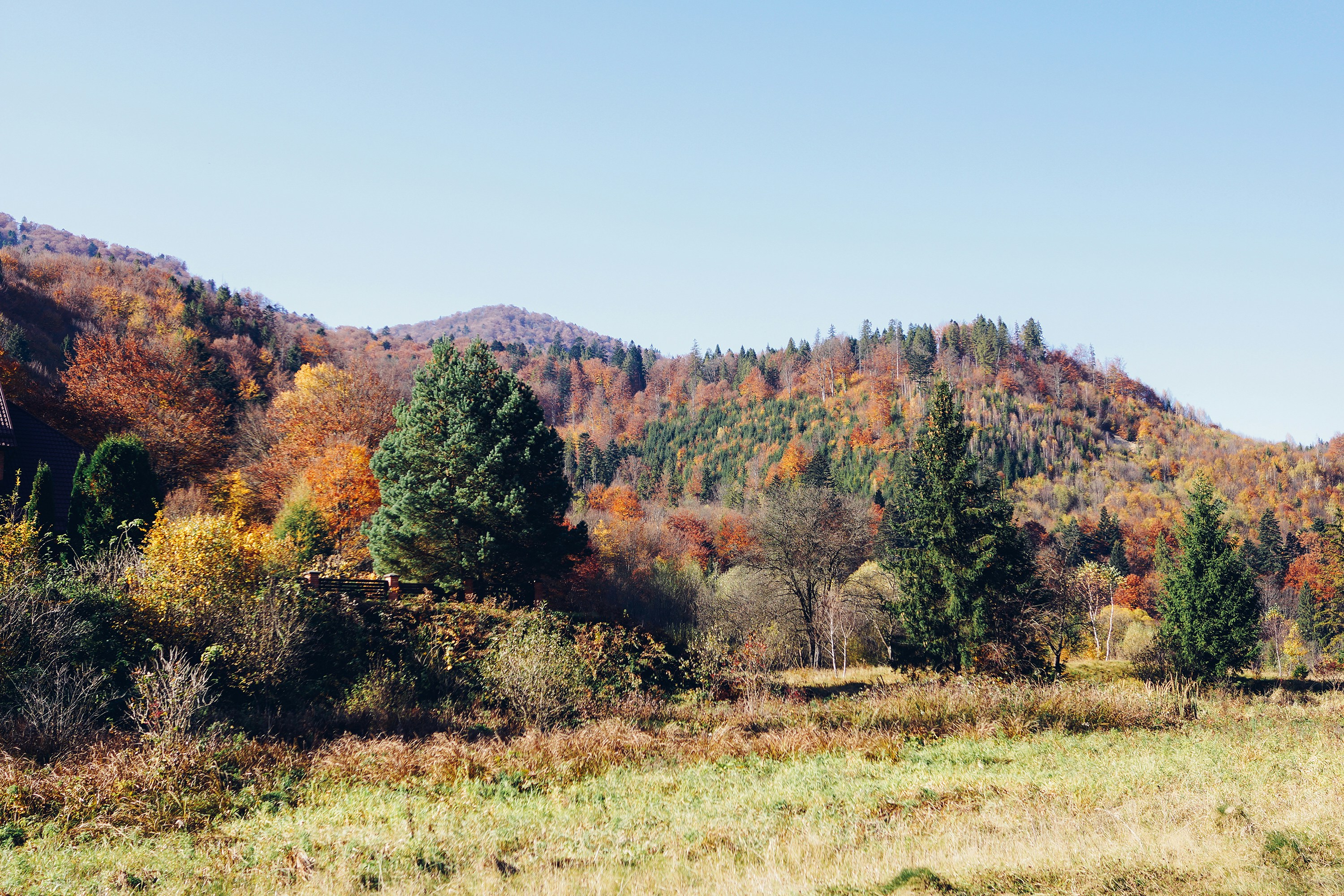 green-leafed trees