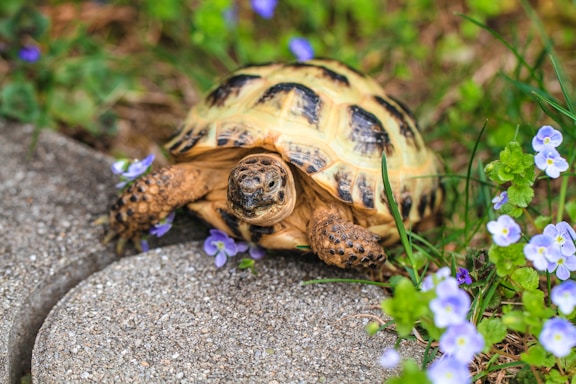 eastern box turtle