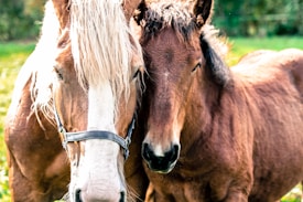 A close-up view of a horse and a foal standing together in a field. The horse has a light brown coat with a long, flowing white mane and wearing a harness, while the foal has a darker brown coat with a fluffy mane. Both animals appear calm and are positioned side by side, with the background showing blurred greenery.
