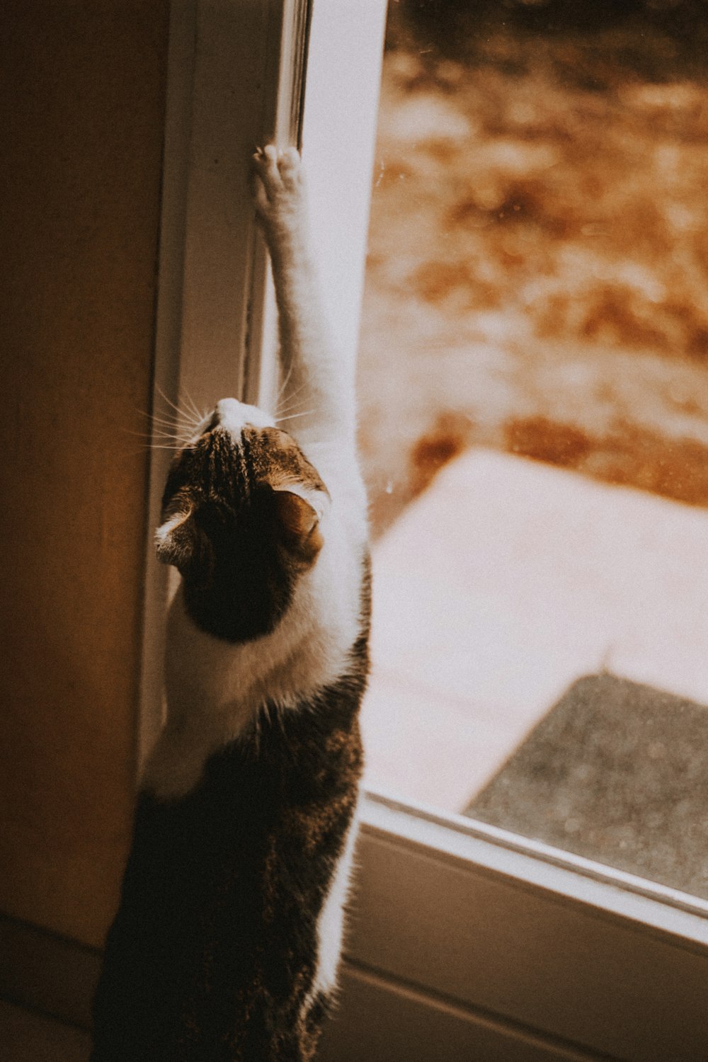 white and black cat on door