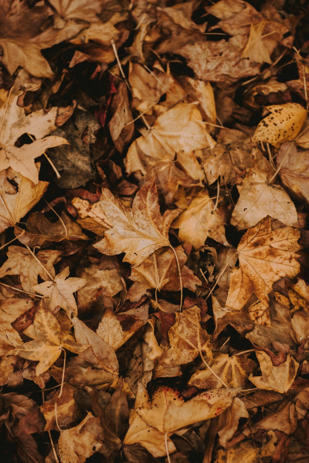 brown leaves