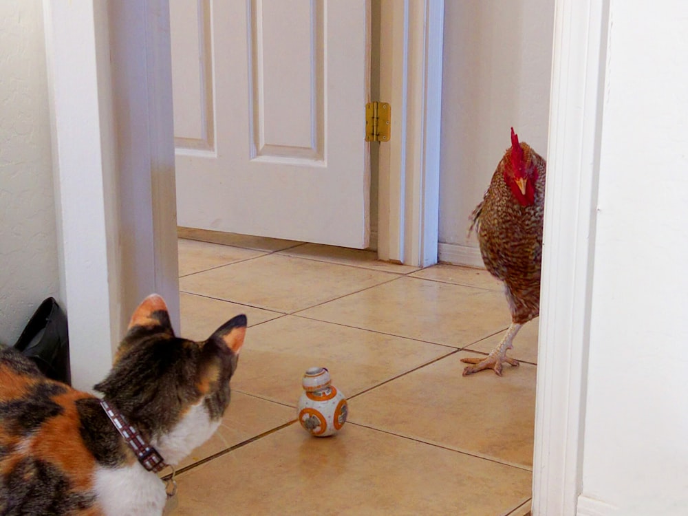 Star Wars BB-8 toy, cat, and chicken on tiled-floor