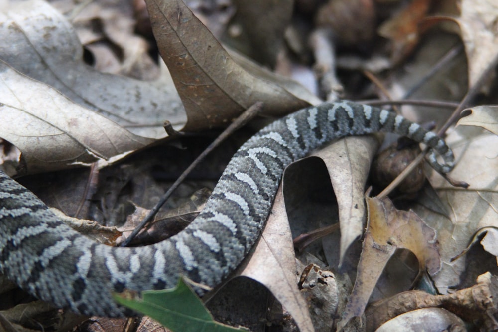 gray and black snake on leaves