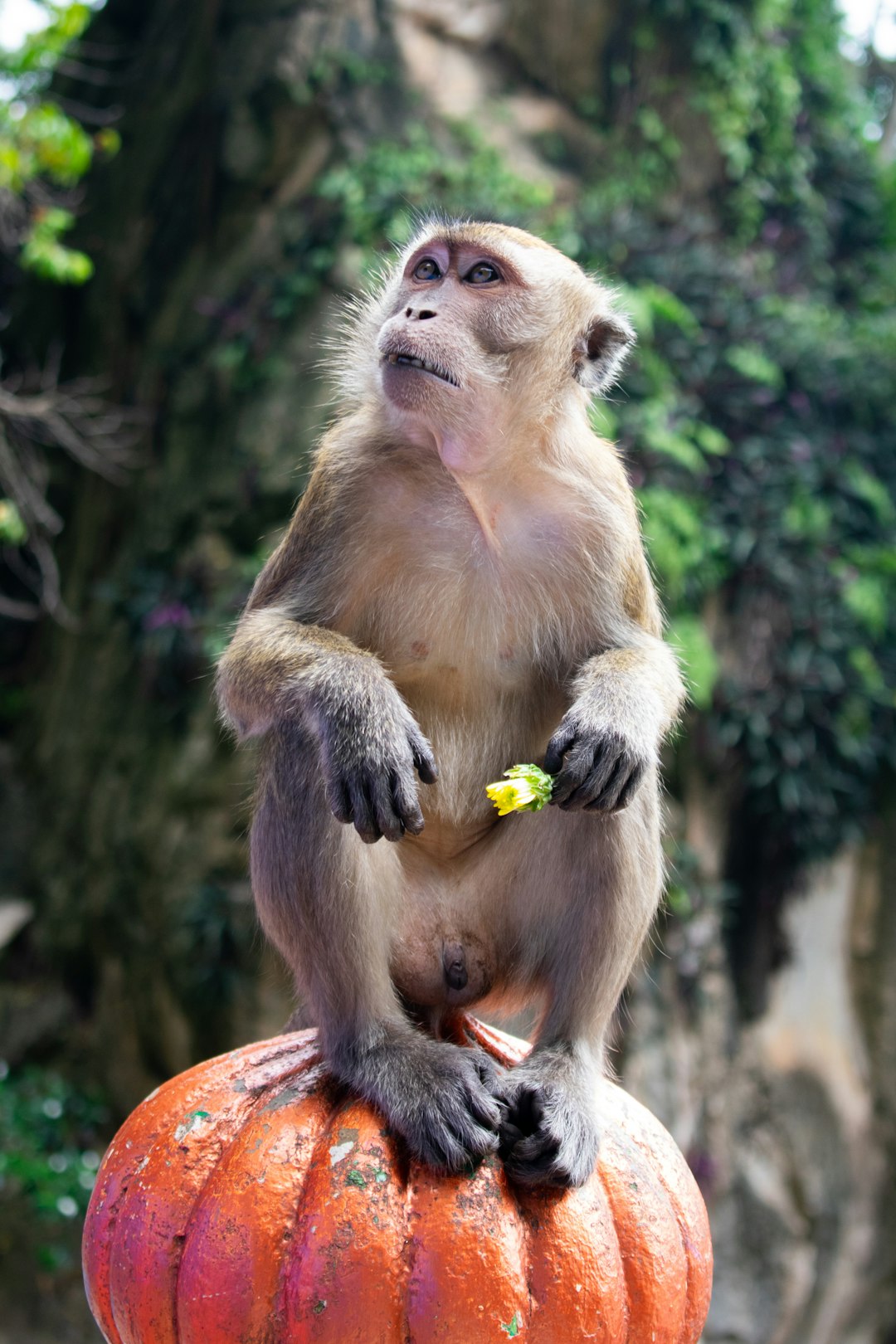 Wildlife photo spot Kuala Lumpur Zoo Negara MRR2