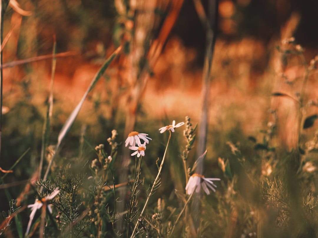 white flowers