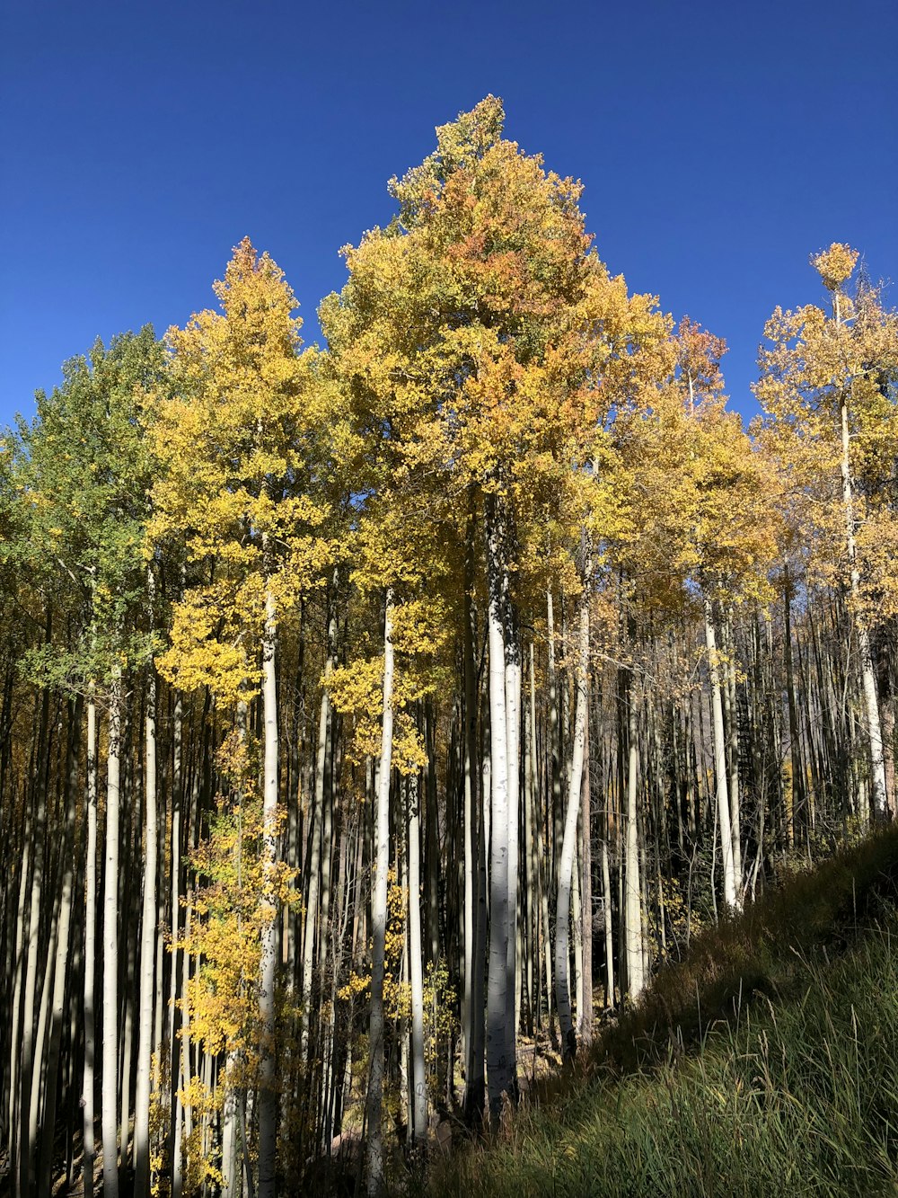 yellow trees on hill under blue sky
