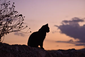 Funny cat