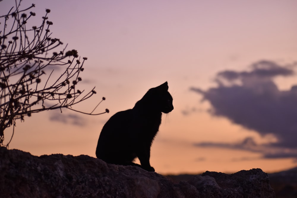 gato preto sentado na rocha durante o dia