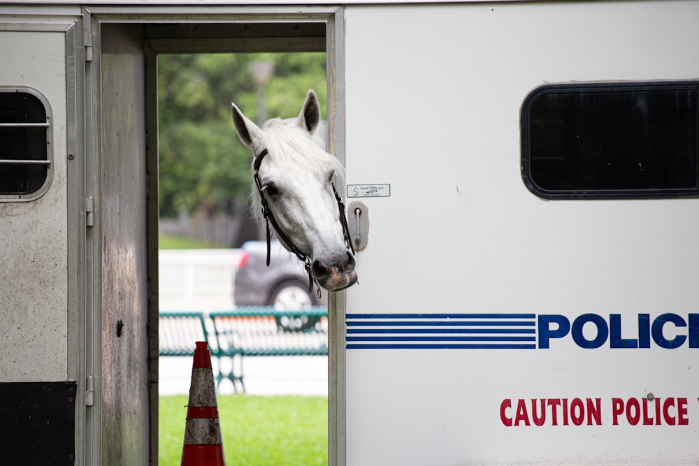 white horse in truck