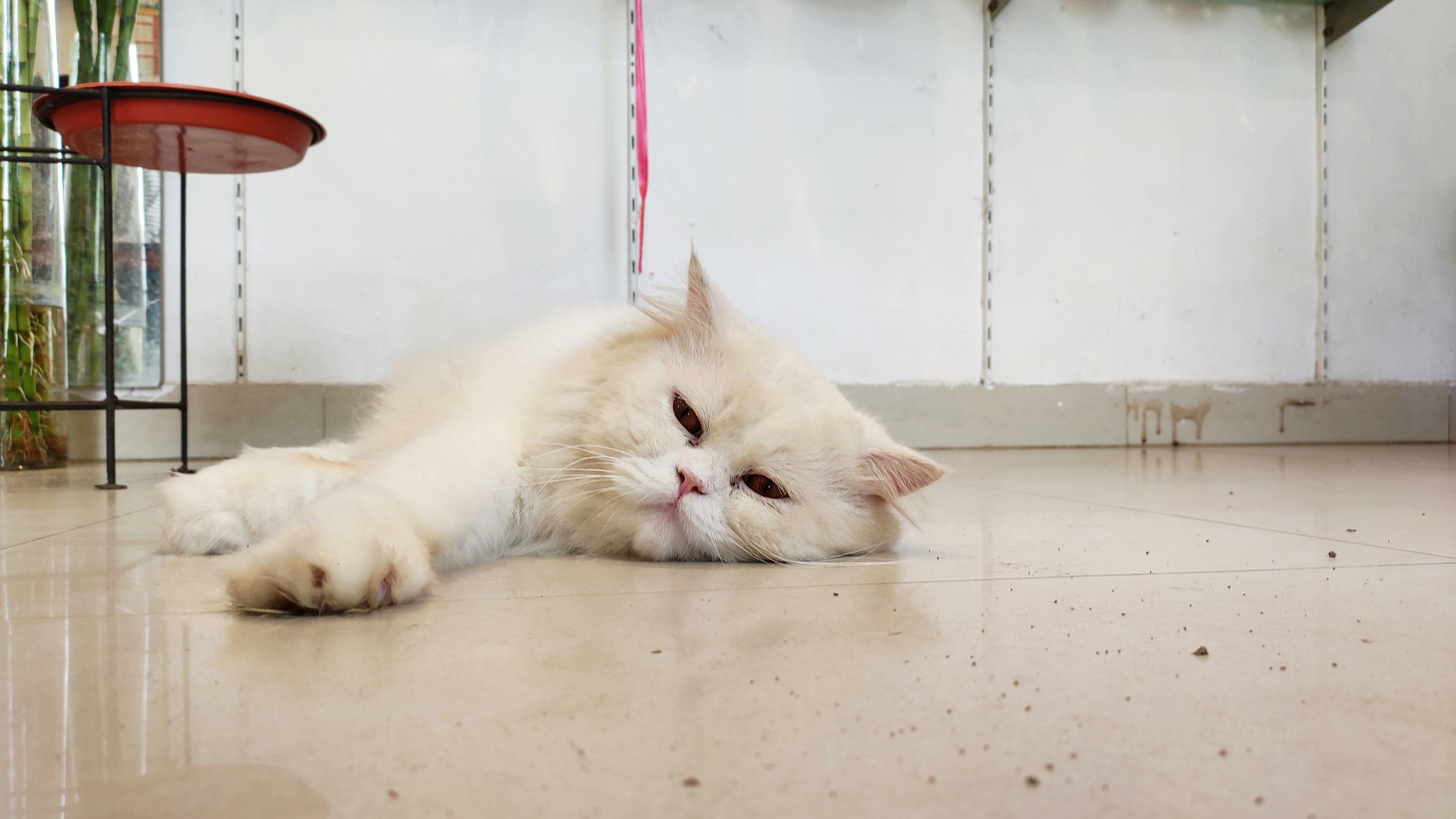 white cat on floor