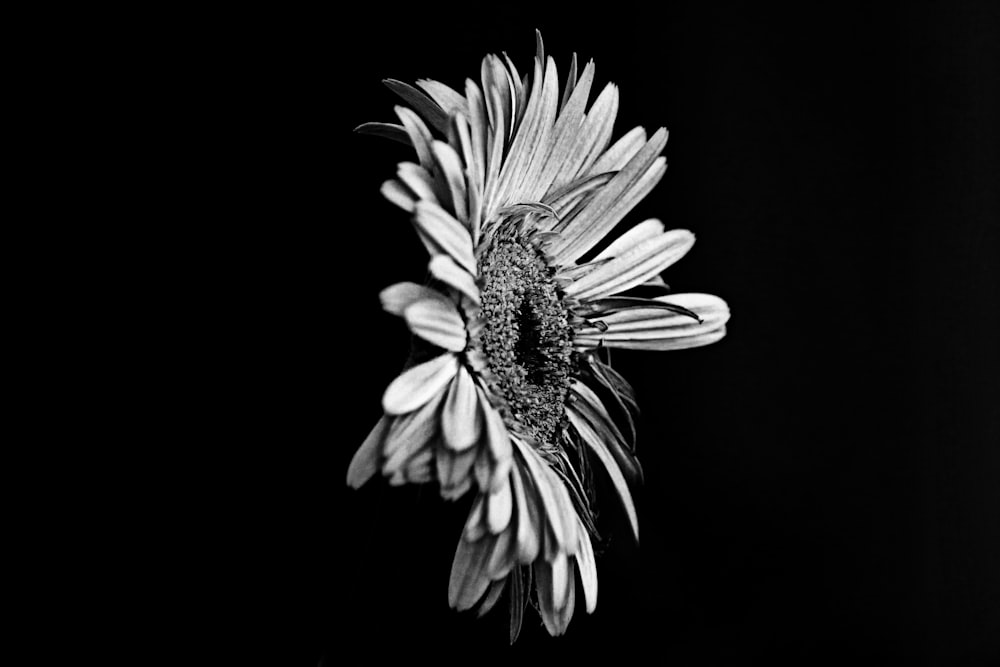 grayscale photography of flower