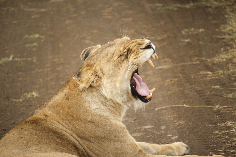 lioness opening mouth