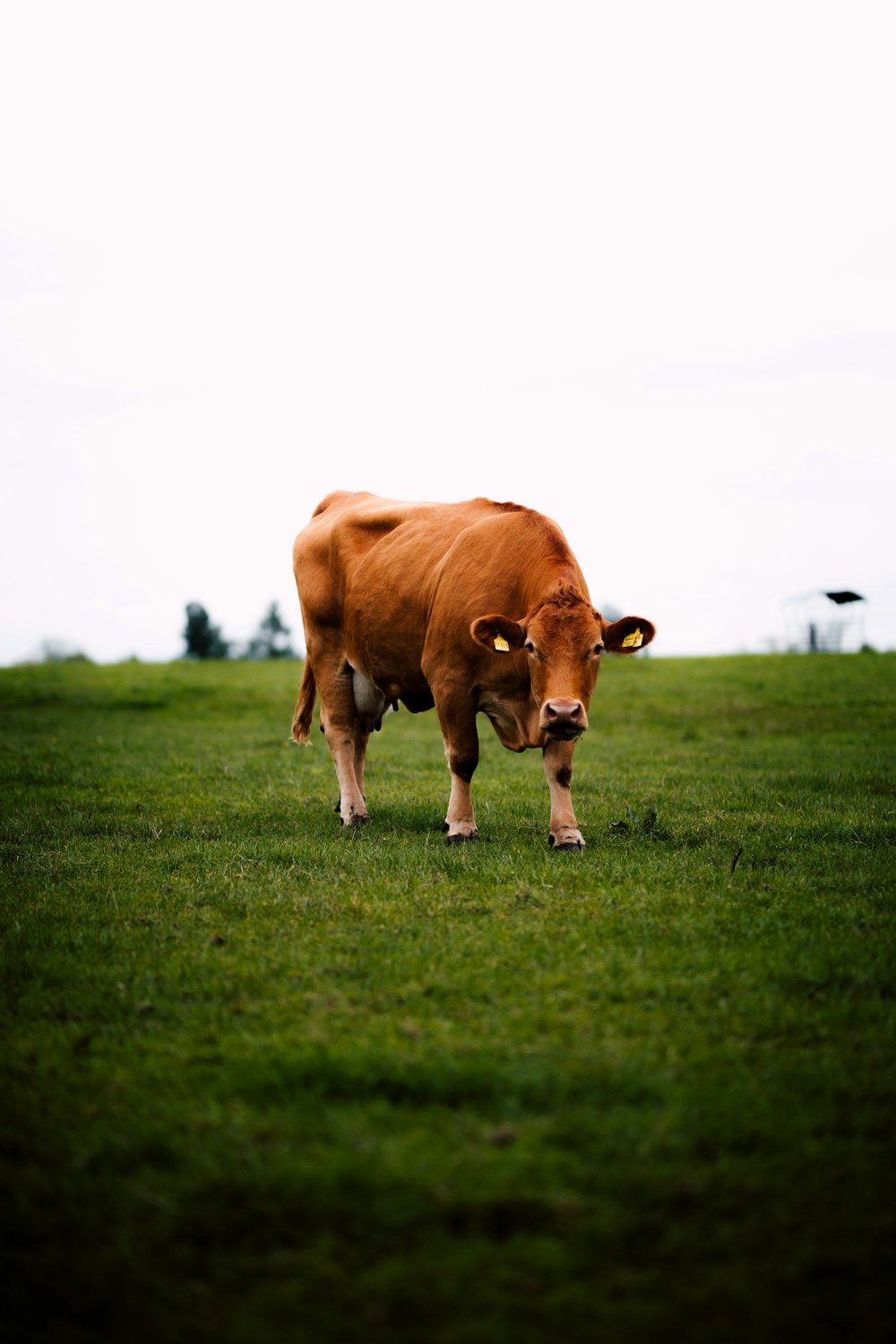 brown cattle