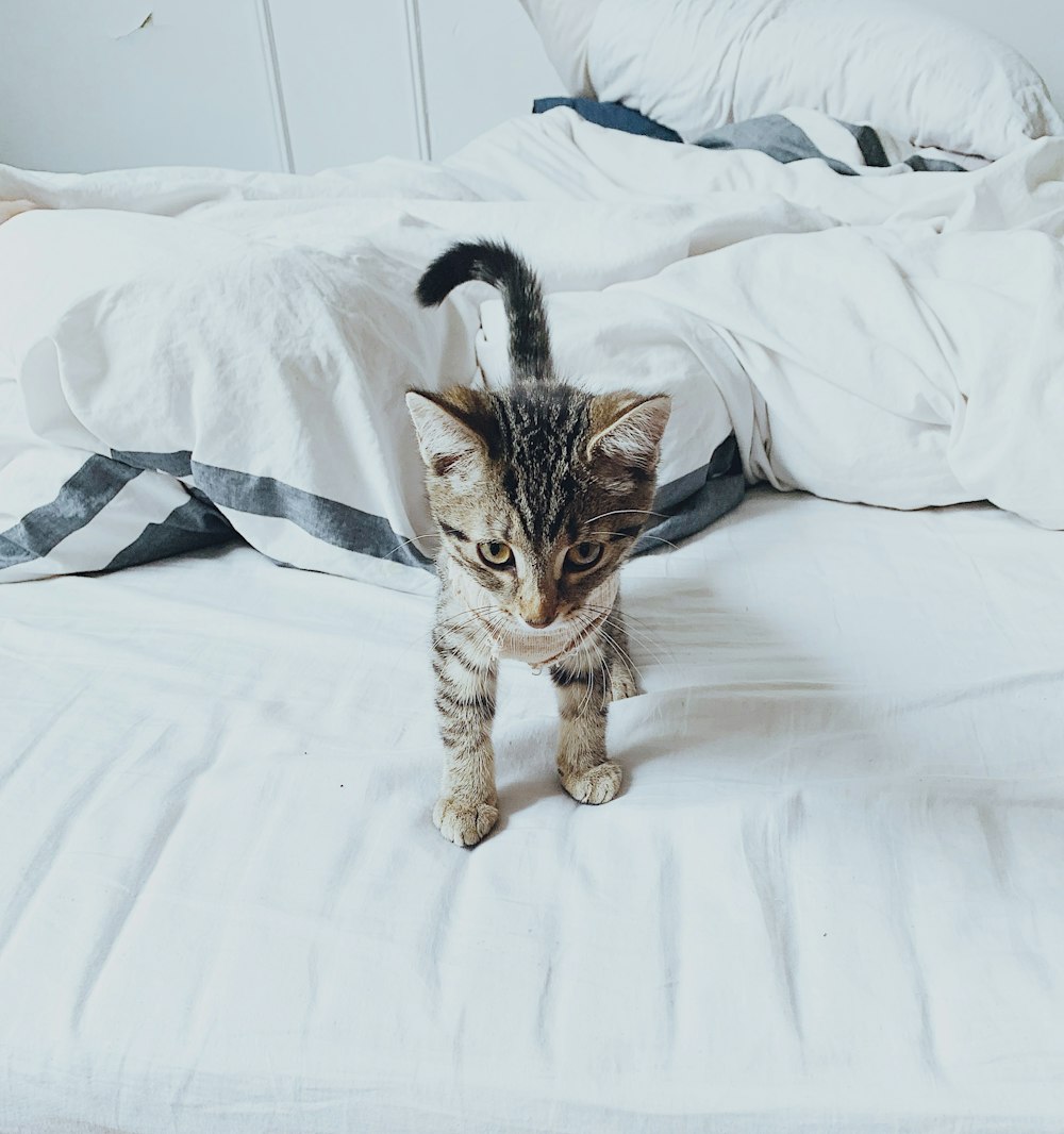 short-furred gray kitten