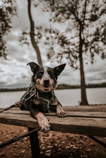 black dog sitting on wooden table