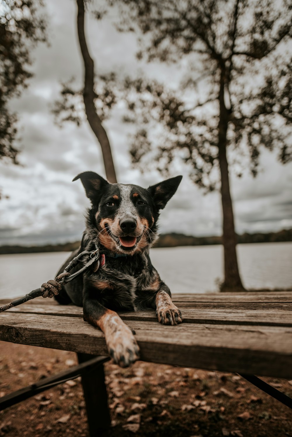 black dog sitting on wooden table