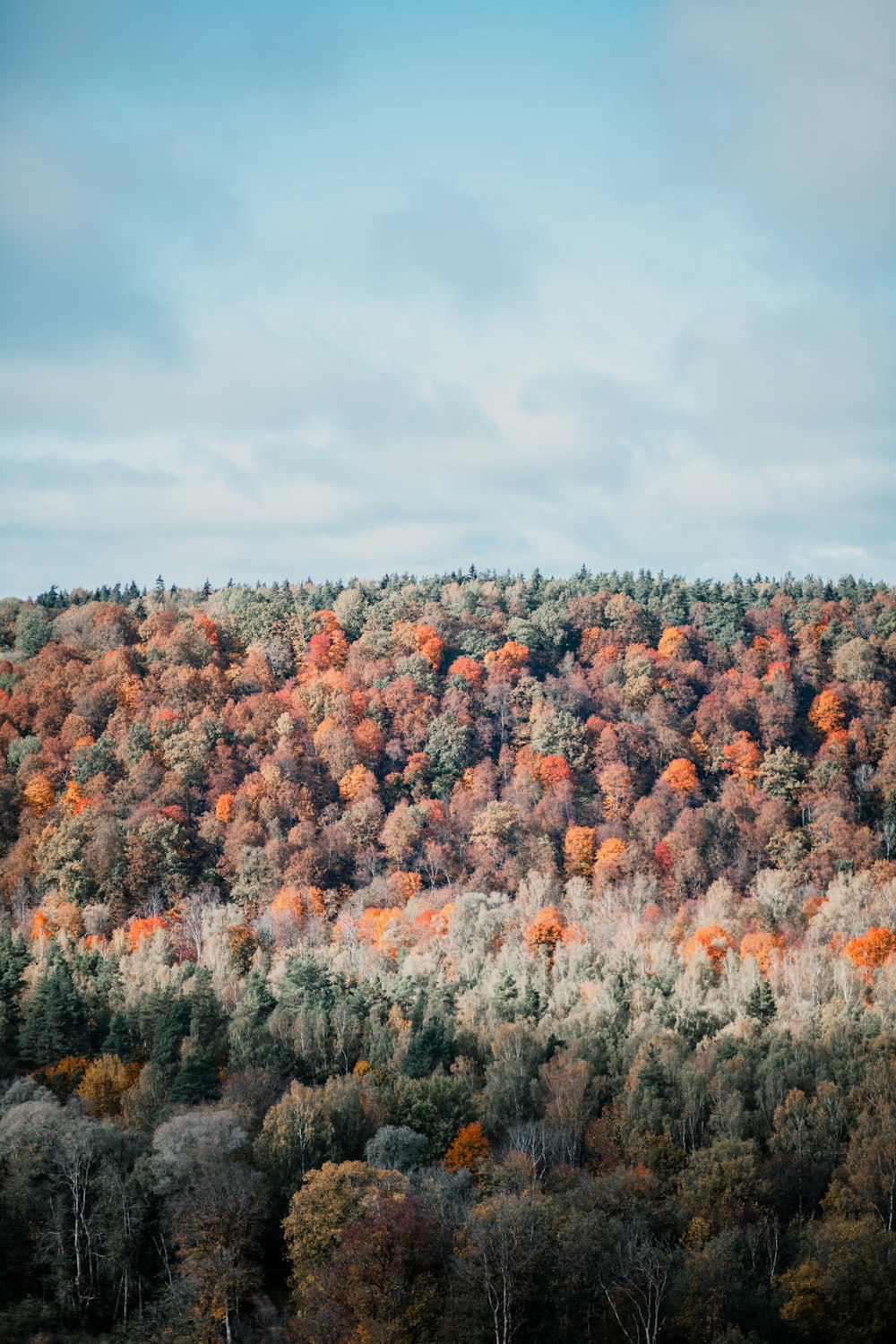 orange and gree trees under blue sky