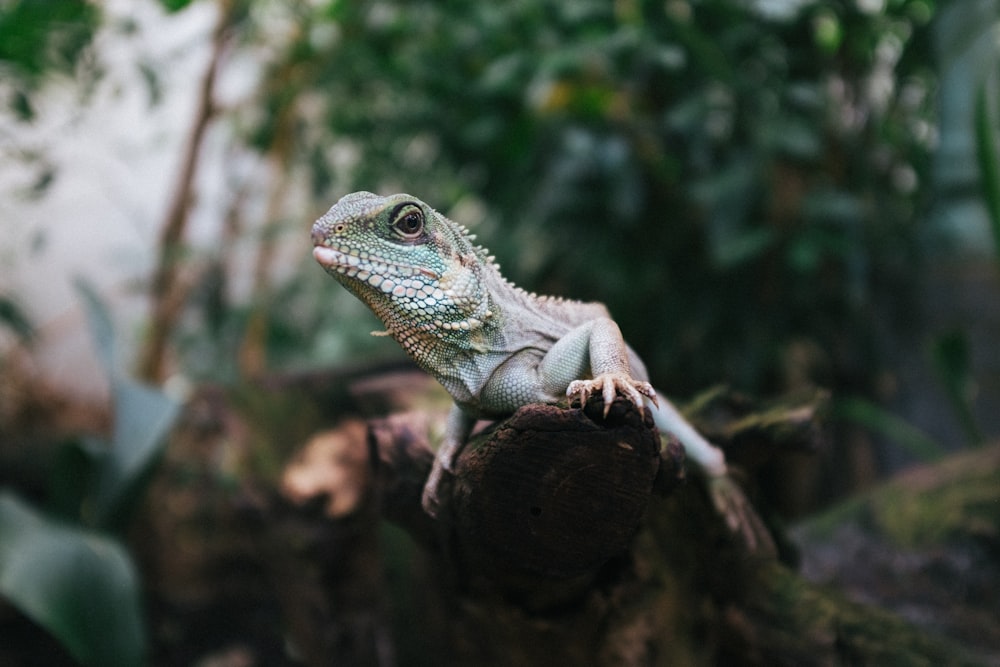 photo en gros plan d’iguane