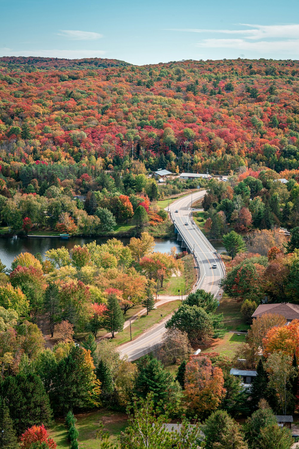 aerial photography of road surround by trees